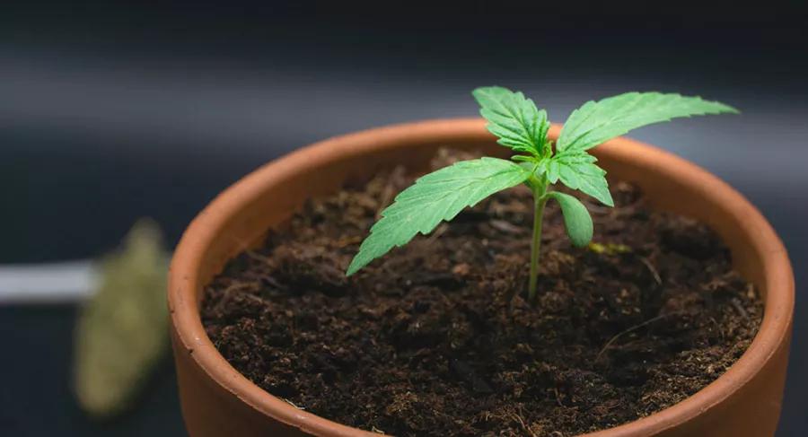 Cultiva en casa con todas las garantías