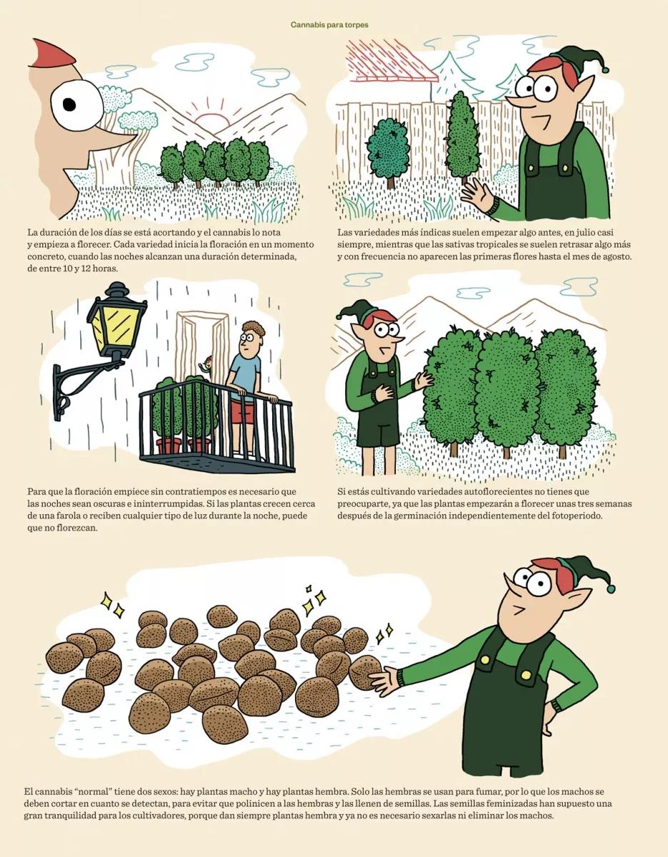 Cannabis para torpes