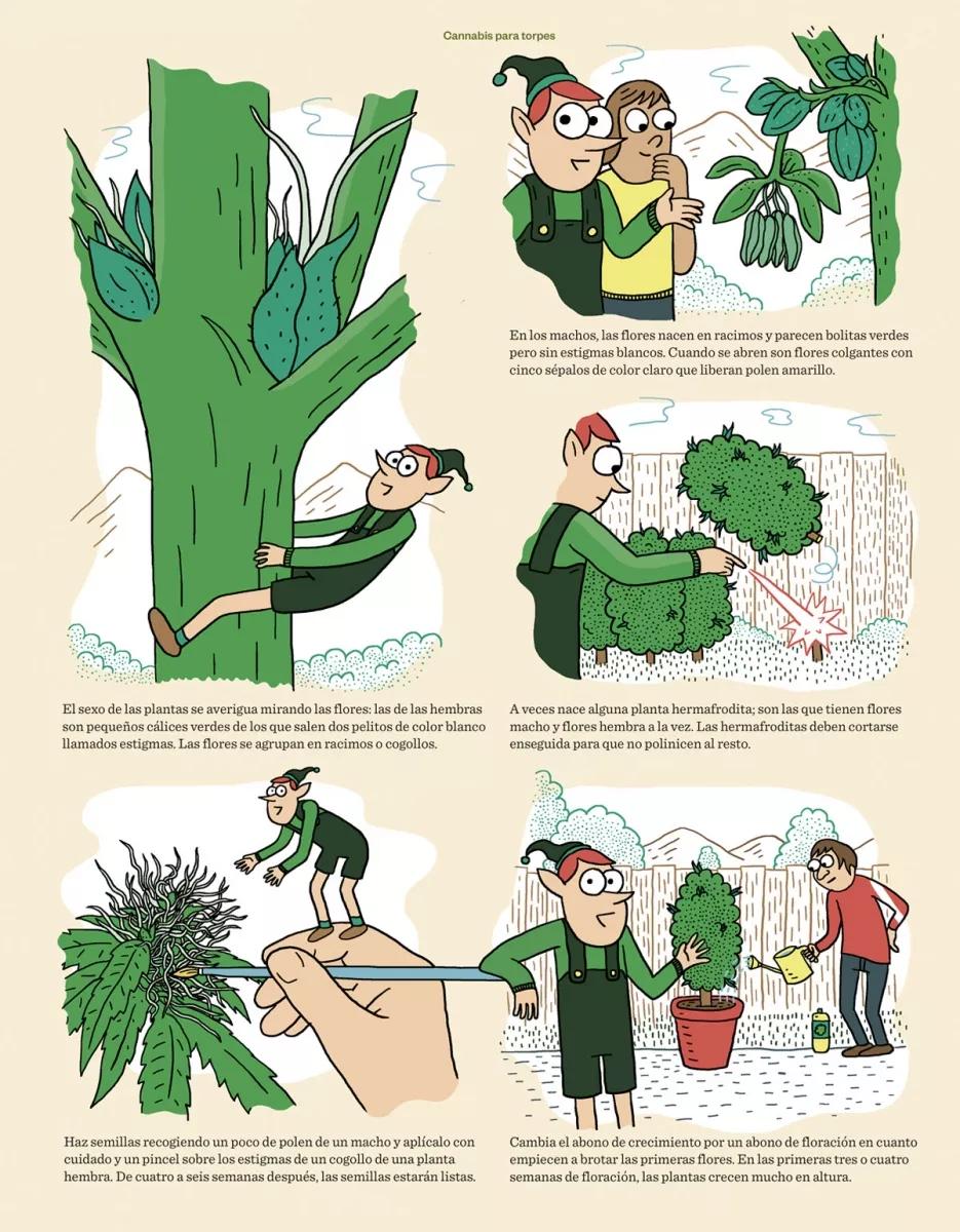 Cannabis para torpes