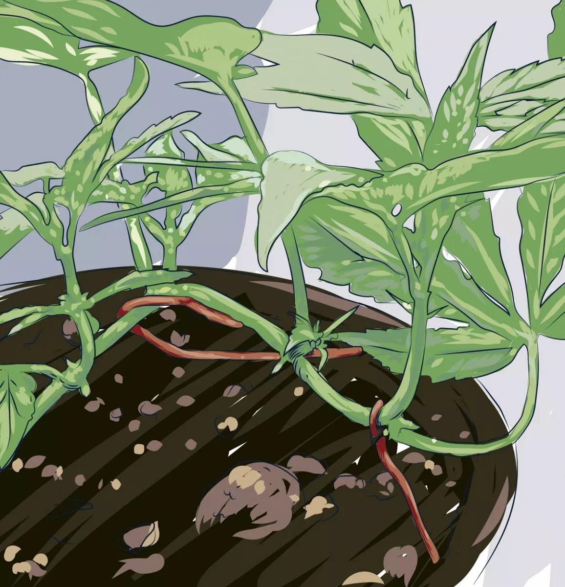 Ilustración Método Gulliver