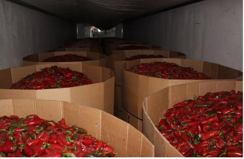 Casi 3 toneladas de cannabis ocultas entre chile jalapeños