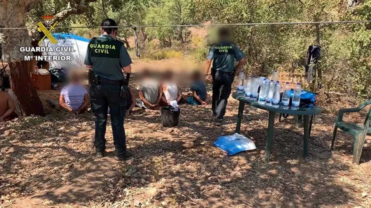 Desmantelan la mayor plantación de marihuana de Extremadura con 22.000 plantas