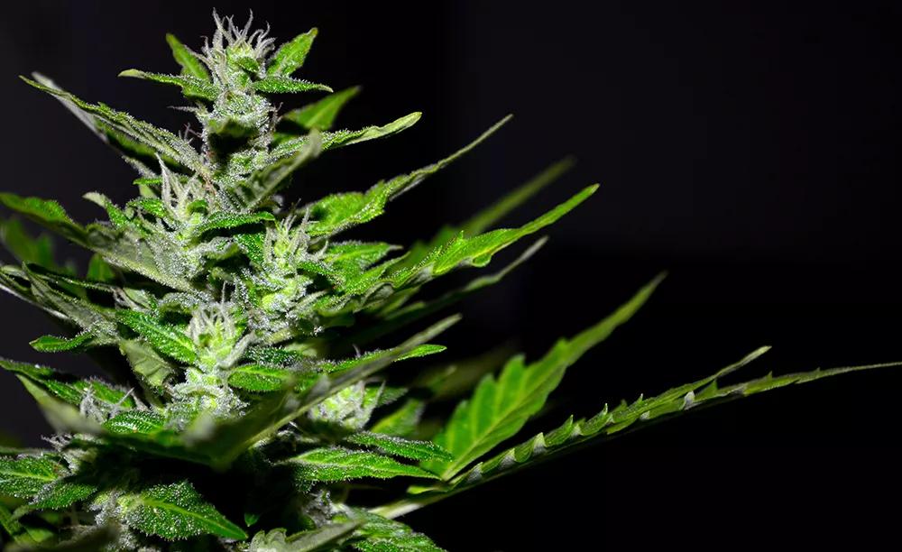 La importancia de elegir un buen sustrato para el cultivo indoor