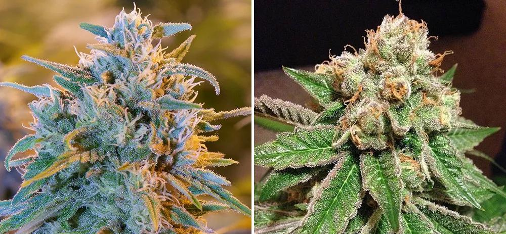 Blue Dream y Pound Hammer