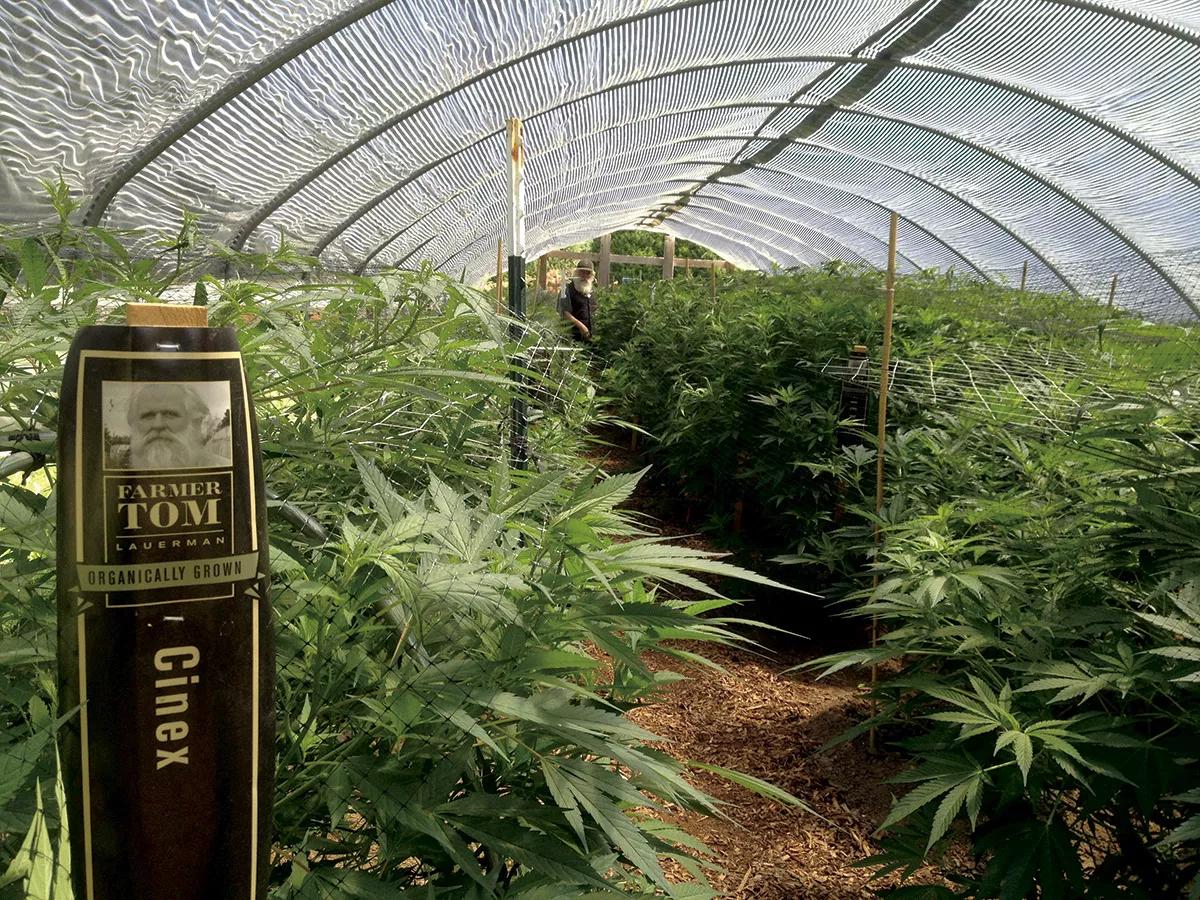 Plantación de Tom Lauerman