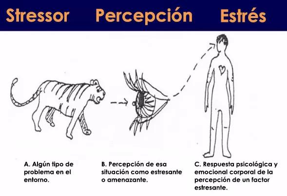 La percepción básica del estrés (fuente: http://strongbyscience.net/2017/09/28/physical-physiological-stressors-autonomic-nervous-system/)