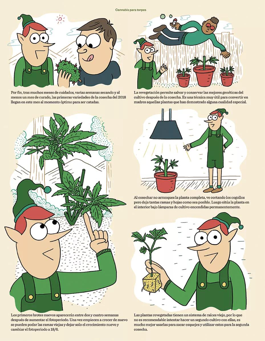 Cannabis para torpes 23.1