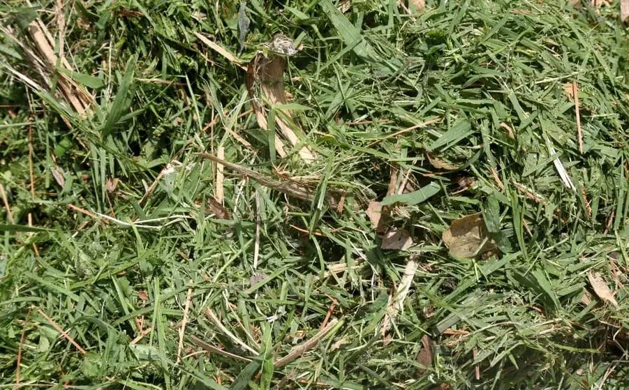 ¿A qué huele la mala marihuana?