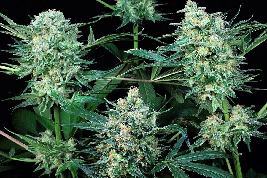 Durga Mata II CBD de Paradise Seeds