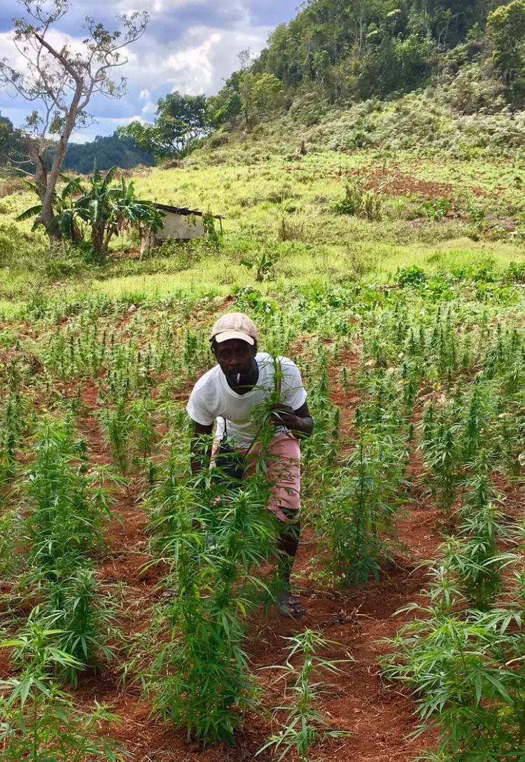 l gobierno de Jamaica ayuda a los granjeros locales a cultivar weed