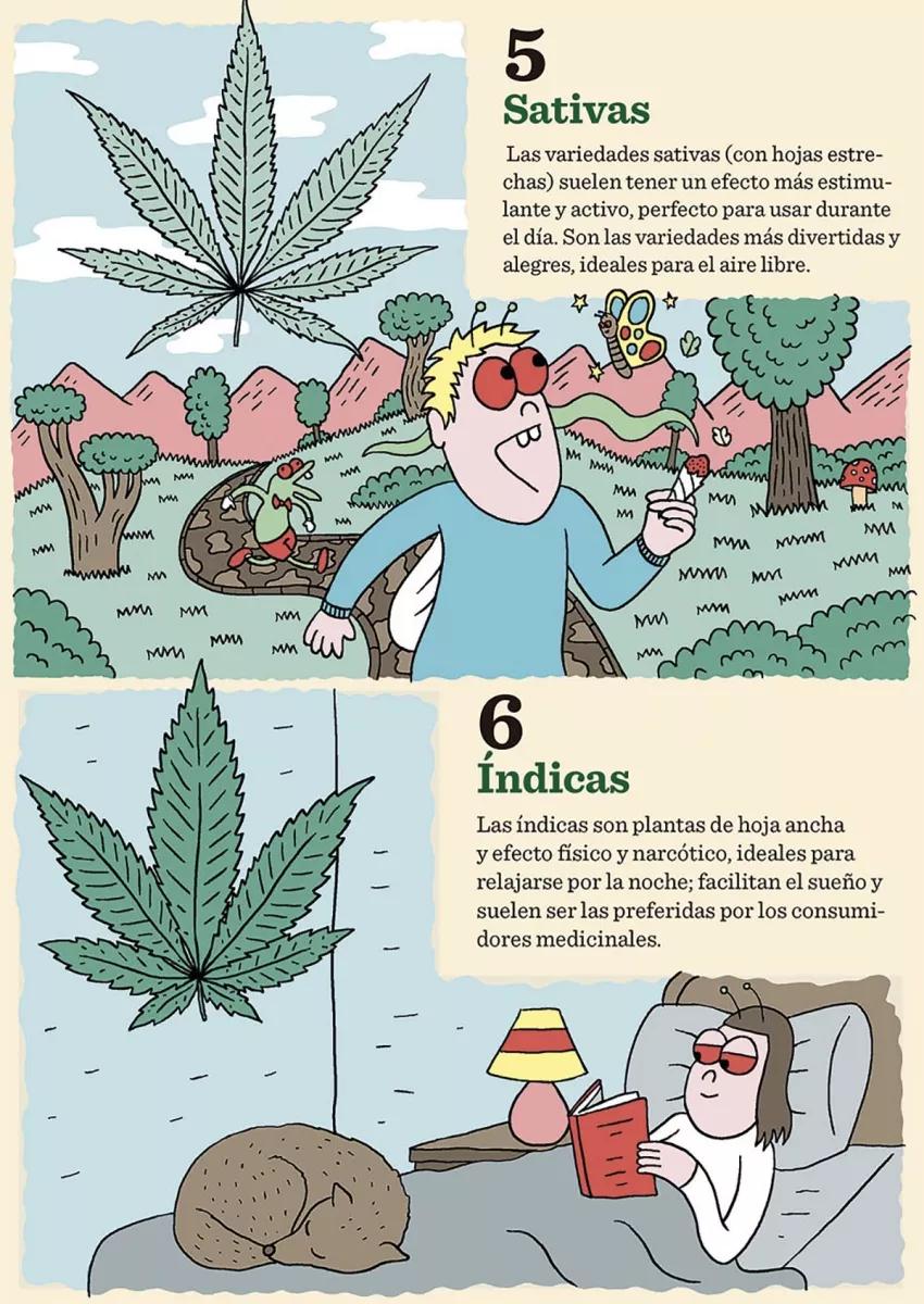 Ilustración: Ocho tipos de semillas 03