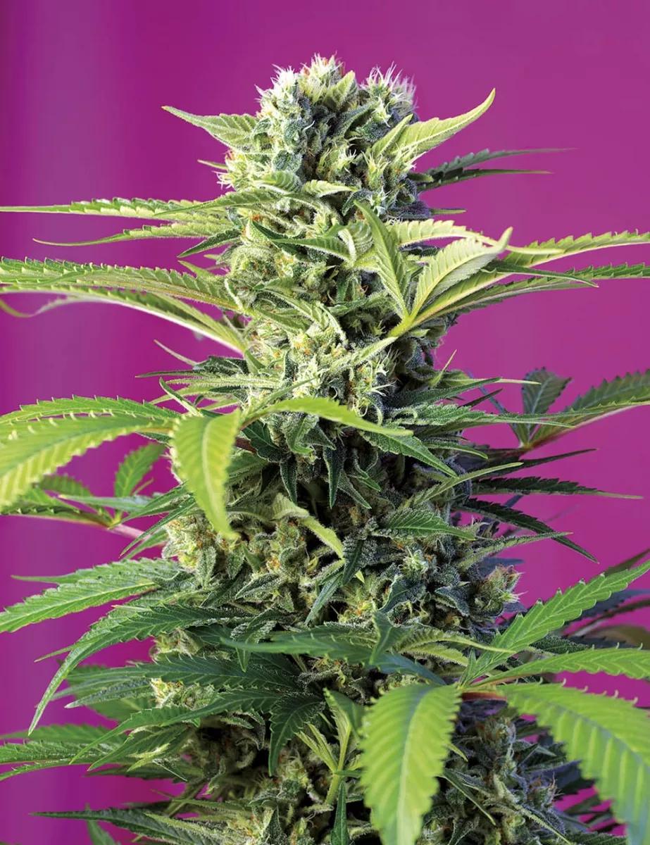 Chem Beyond Diesel CBD® (SWS66)