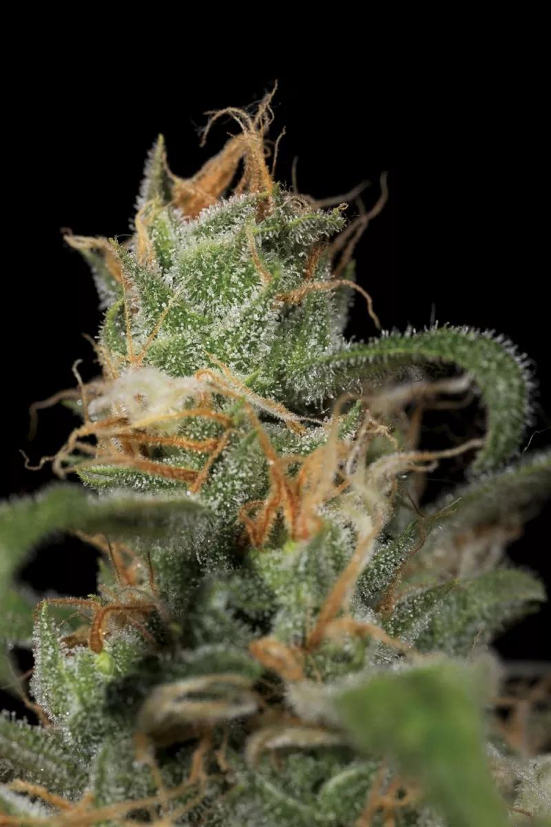 Blue Dream CBD&nbsp;