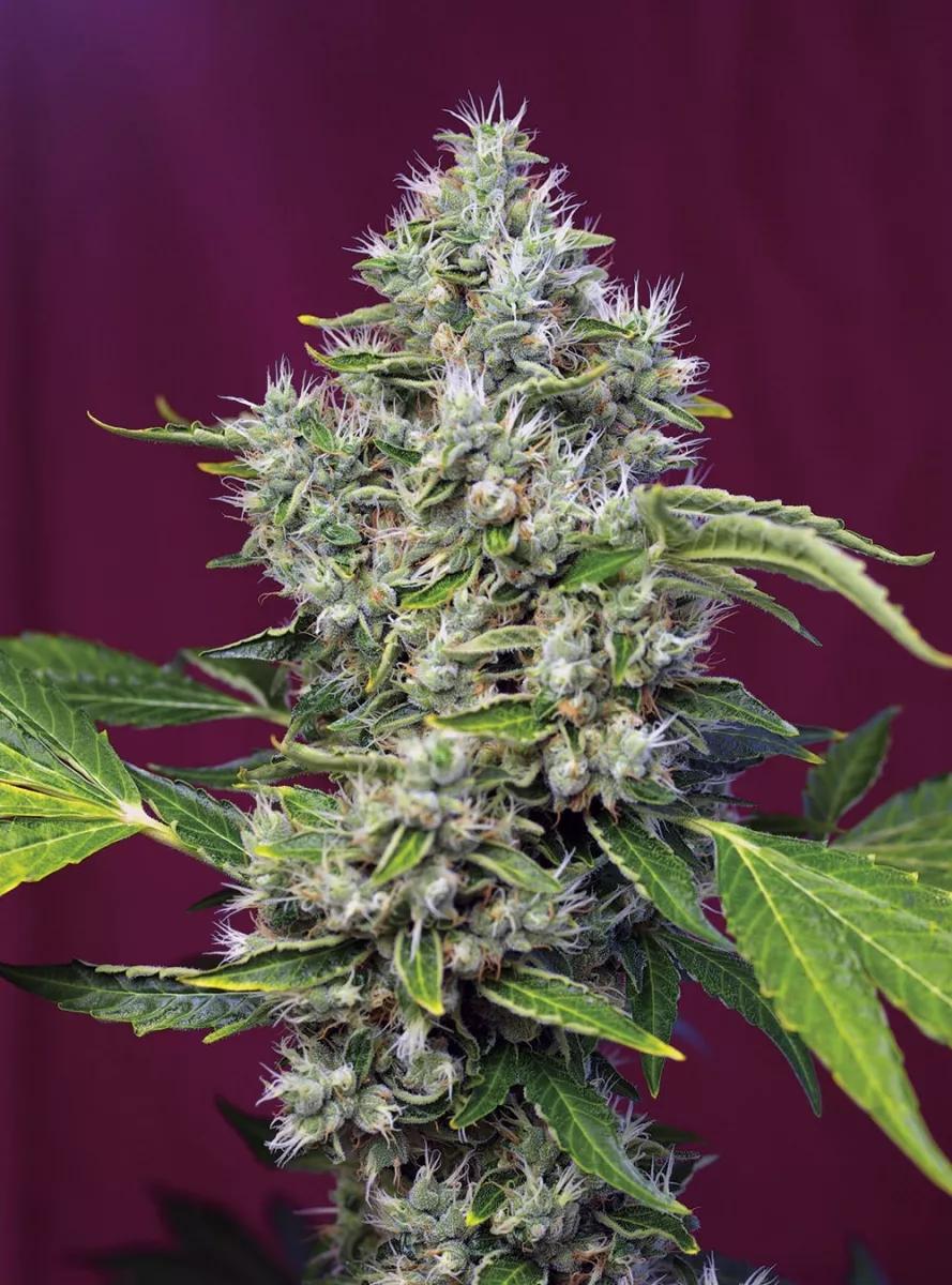 San Fernando Lemon Kush