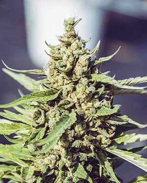 El pH en el cultivo orgánico, causa y solución de algunos de los problemas más comunes en el cultivo