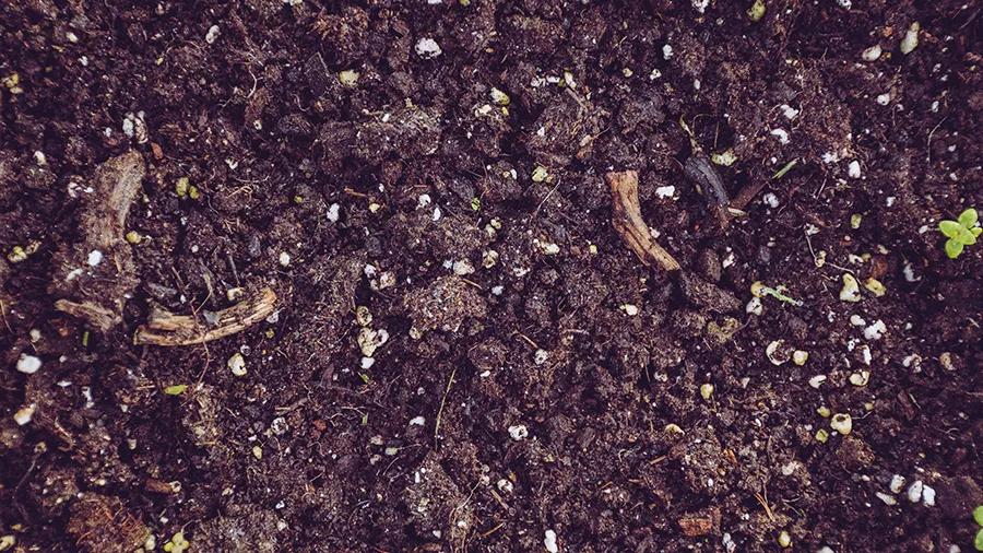 ¿Cómo saber si mi planta tiene una carencia o un exceso de calcio o magnesio?&nbsp;