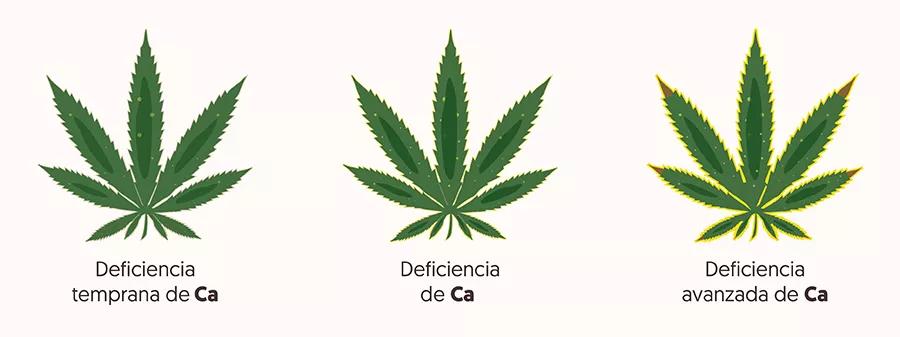 ¿Cómo saber si mi planta tiene una carencia o un exceso de calcio o magnesio?&nbsp;