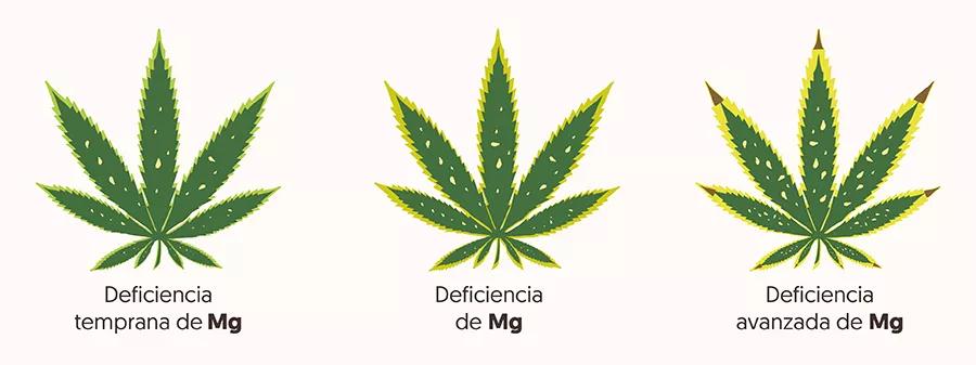 ¿Cómo saber si mi planta tiene una carencia o un exceso de calcio o magnesio?&nbsp;