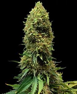 Morpheus De Buddha Seeds