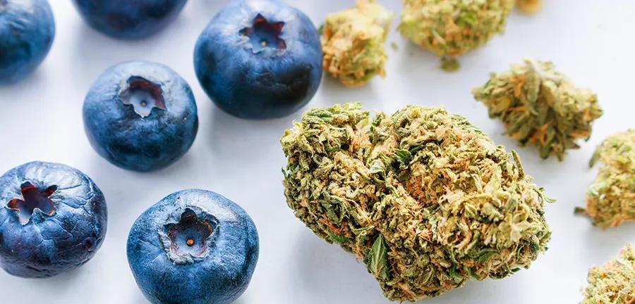 “Blueberry”, la estirpe de la variedades “azules”