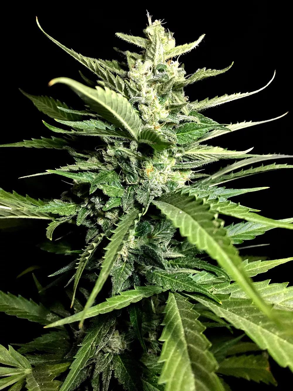 Auto Kong 4 de Paradise Seeds