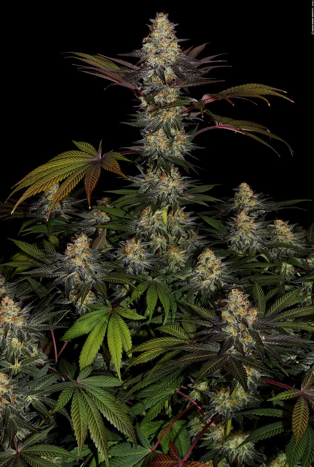 El Dorado OG de Paradise Seeds 