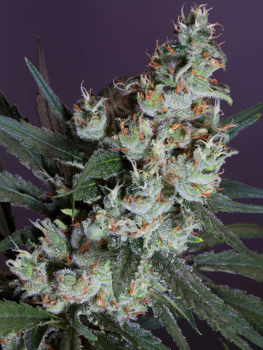  L.A. Amnesia de Paradise Seeds