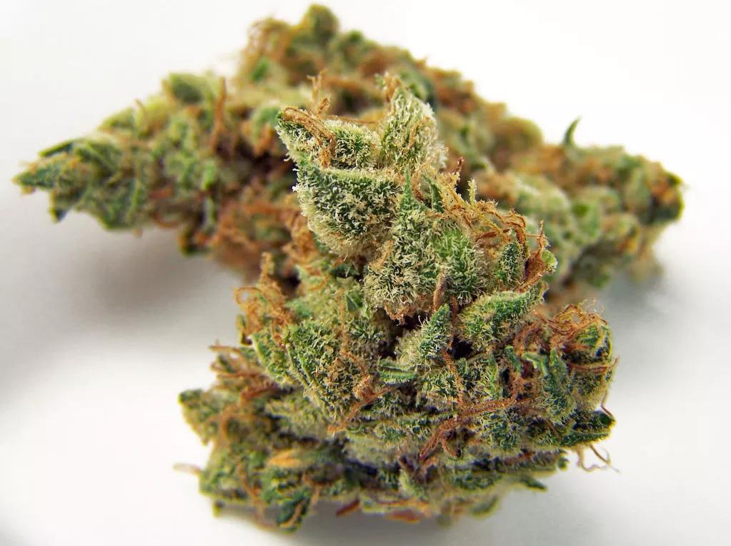 “Northern Lights”, la aurora boreal del cannabis