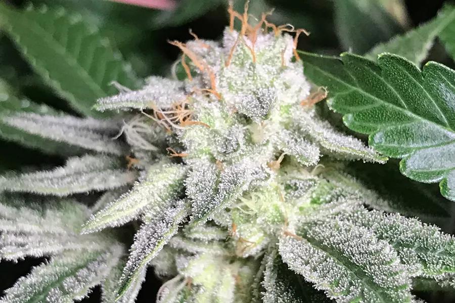 Original Glue (GG#4)