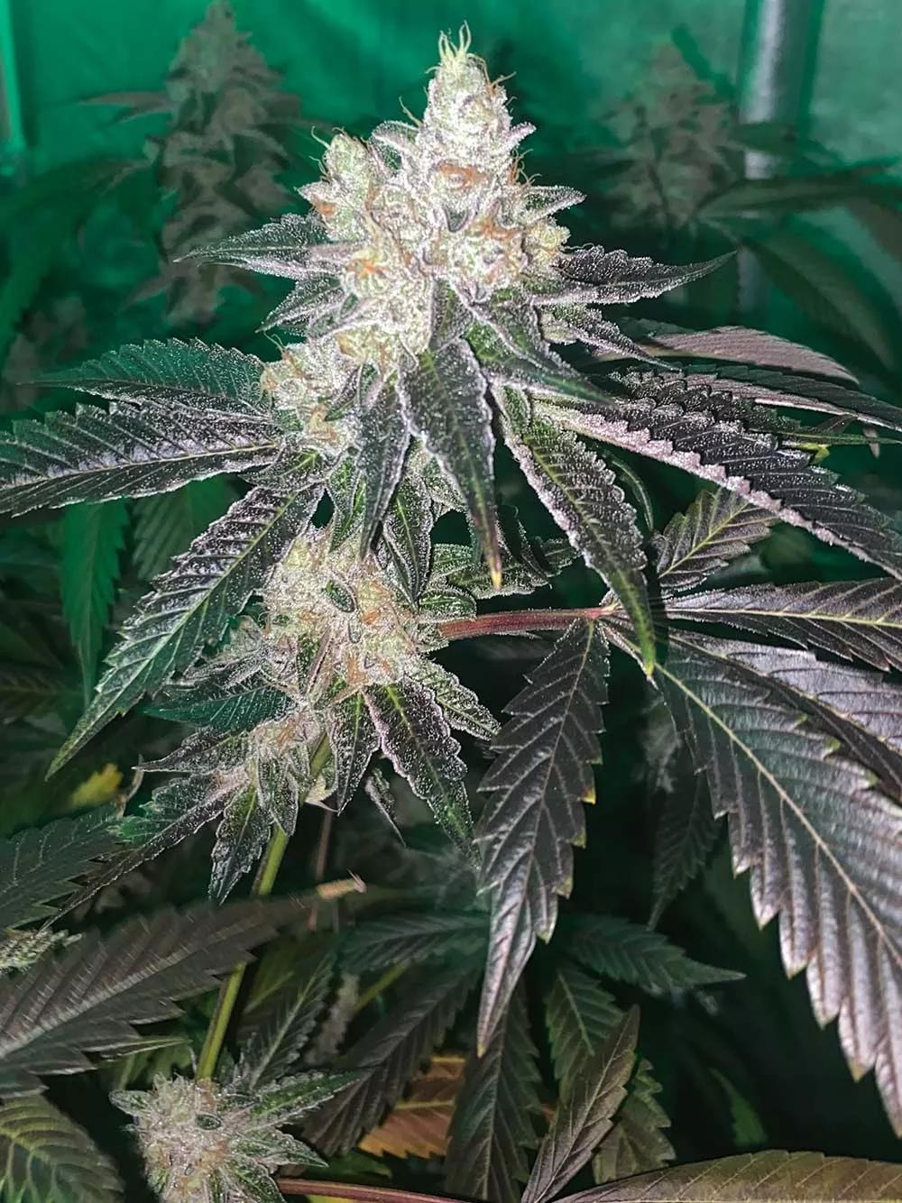 Dosi Burger = Donny Burger x Dosidog (Dosidos x Chem 91)  Tiempo de floración 60-70 días