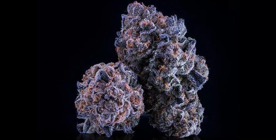 “Purple Punch”, variedad de impacto al mentón