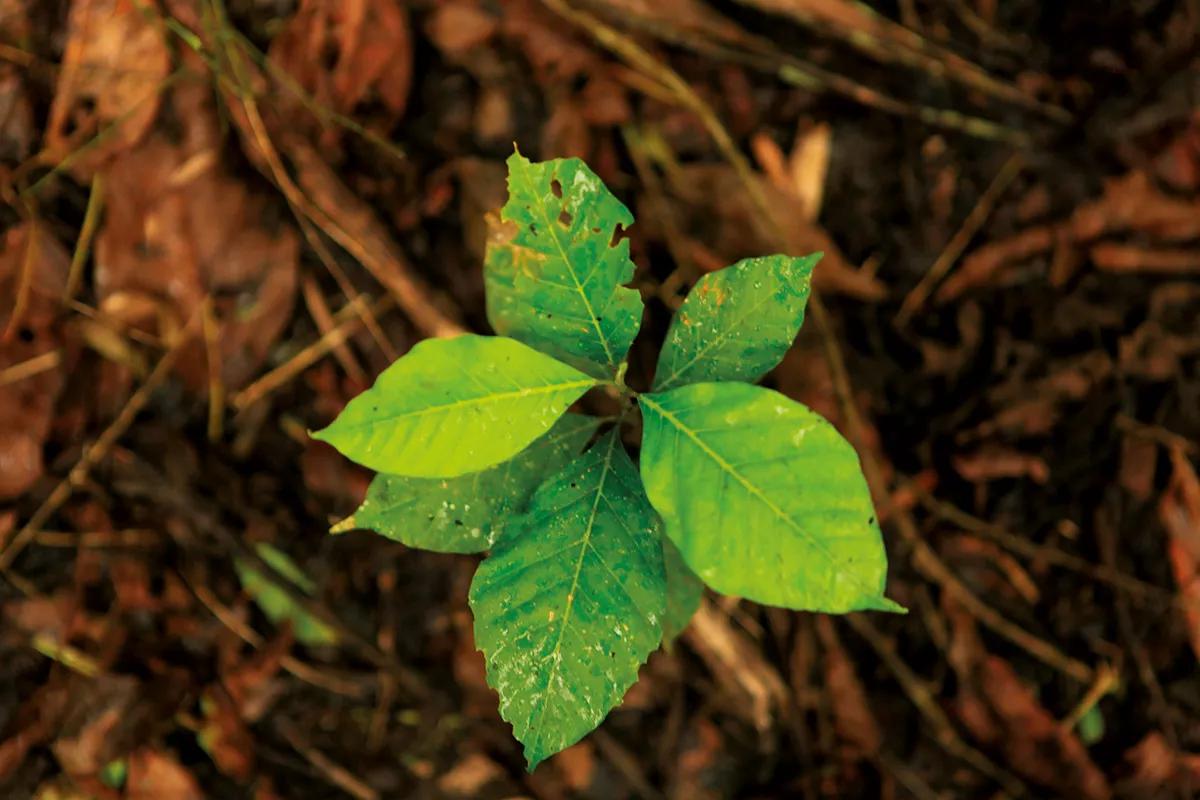Una planta de chacruna en crecimiento.
