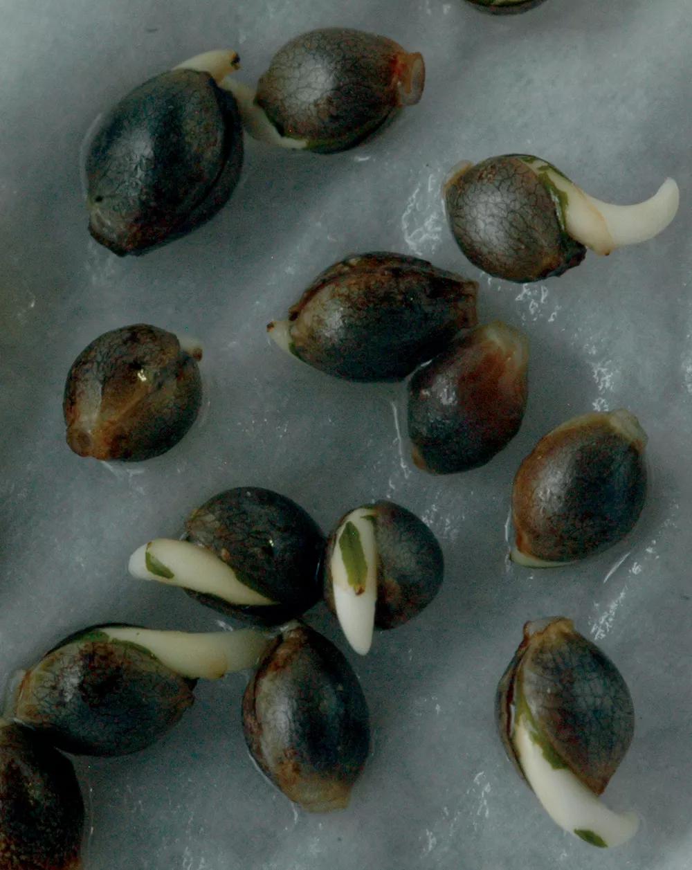 La raíz es lo primero que brota de la semilla. 