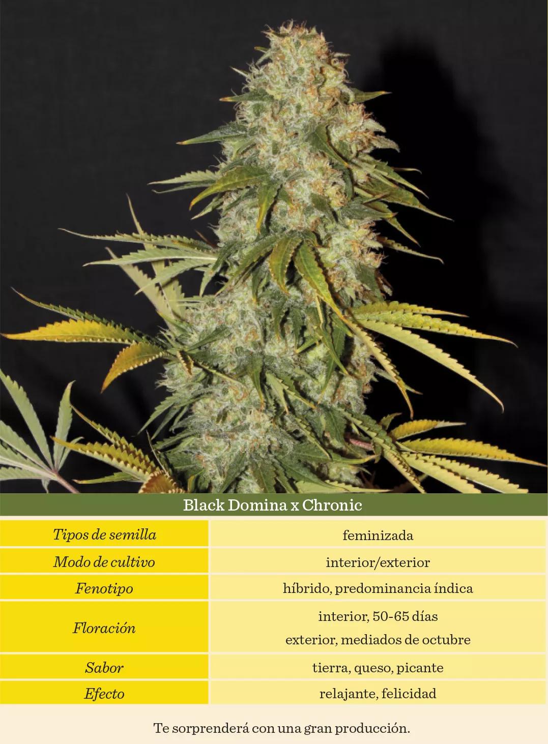 Black Domina x Chronic 