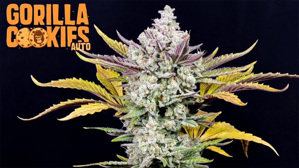 Gorilla Cookies Auto