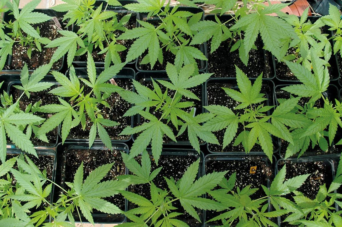 Germina en macetas pequeñas y trasplanta a las grandes cuando hayan crecido un poco. 