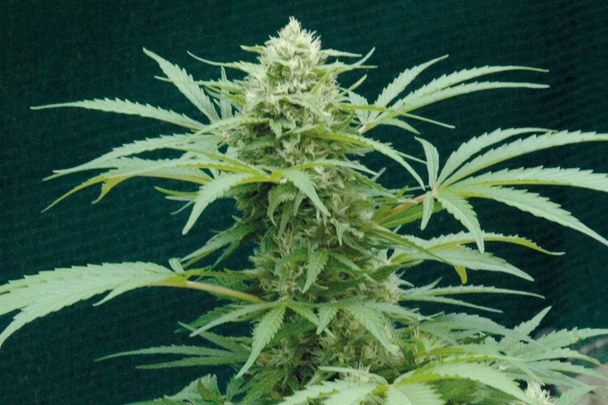 La cosecha de primavera se recoge a mediados de mayo. 