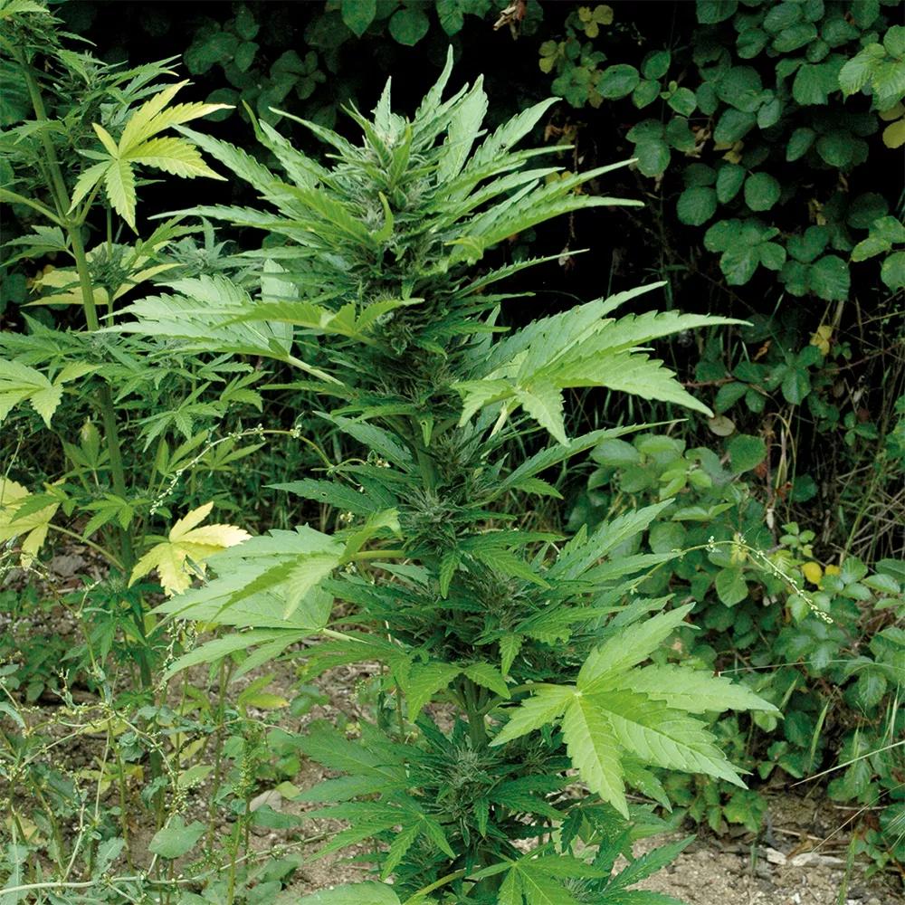 Las autoflorecientes más rápidas están listas en 60 días desde la germinación.