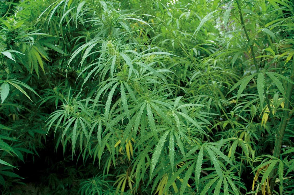 Las variedades sativas suelen ser más grandes y productivas, pero también más lentas.