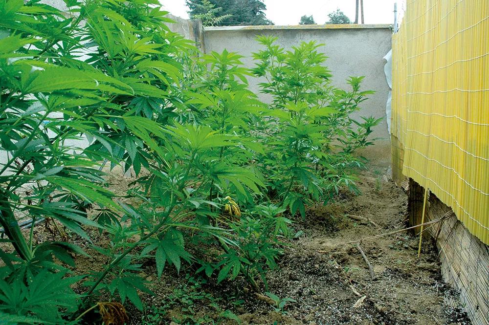 Cuando las plantas no se ven desde la calle, el cultivador duerme mucho más tranquilo. 