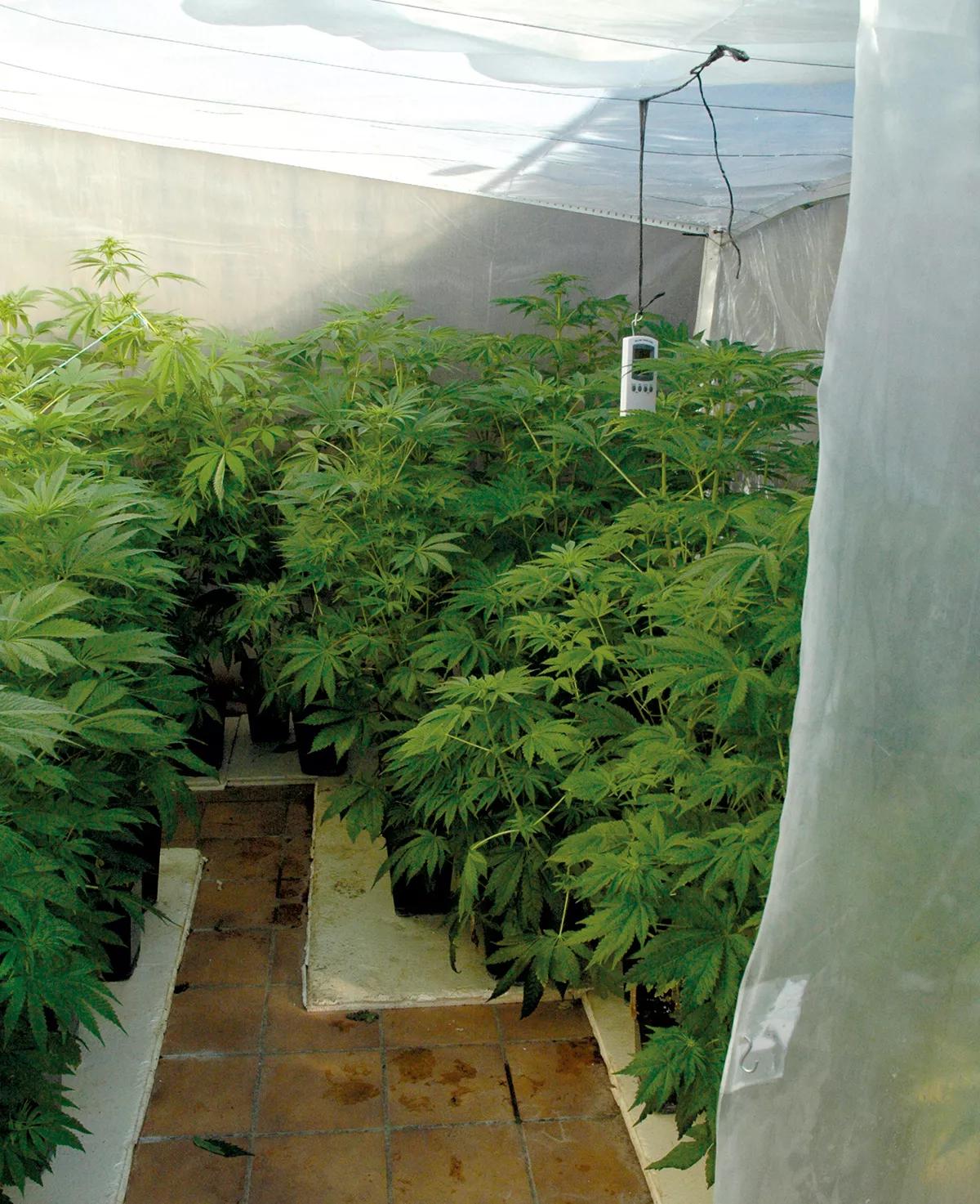  Los invernaderos pueden ser una buena solución para ocultar el cultivo, aunque a veces su mera presencia llama la atención de los ladrones.