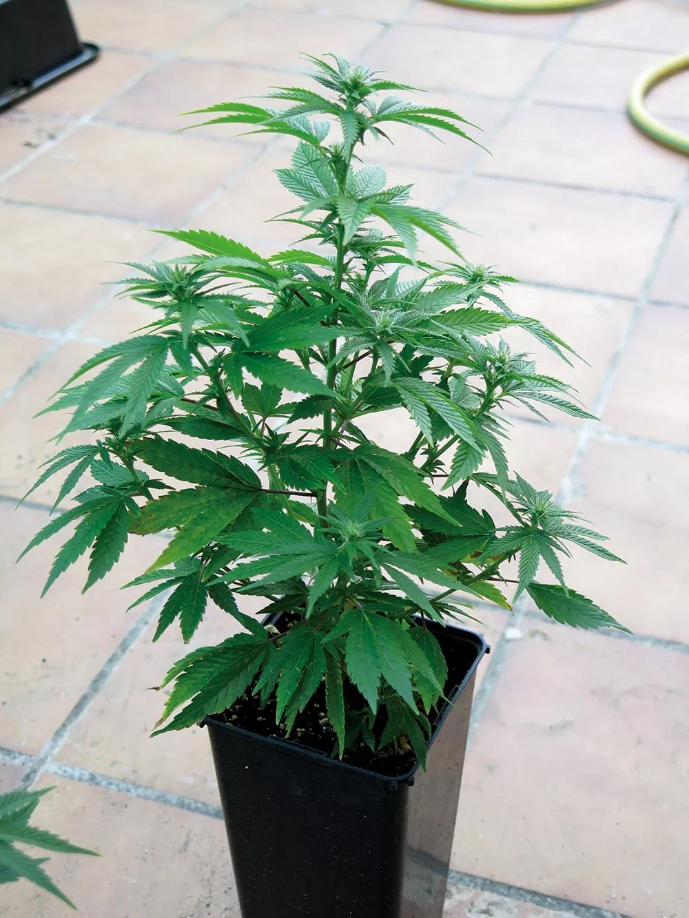 La floración empieza lentamente pero se acelera con la subida de las temperaturas.