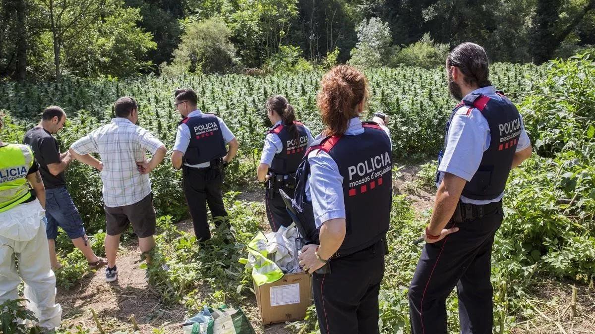 Los Mossos d'Esquadra se quejan de la exposición a las plantas de cannabis decomisadas