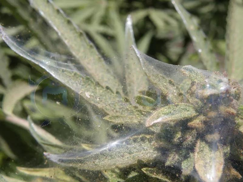 Técnicas y productos para prevenir las plagas y evitar su propagación. 