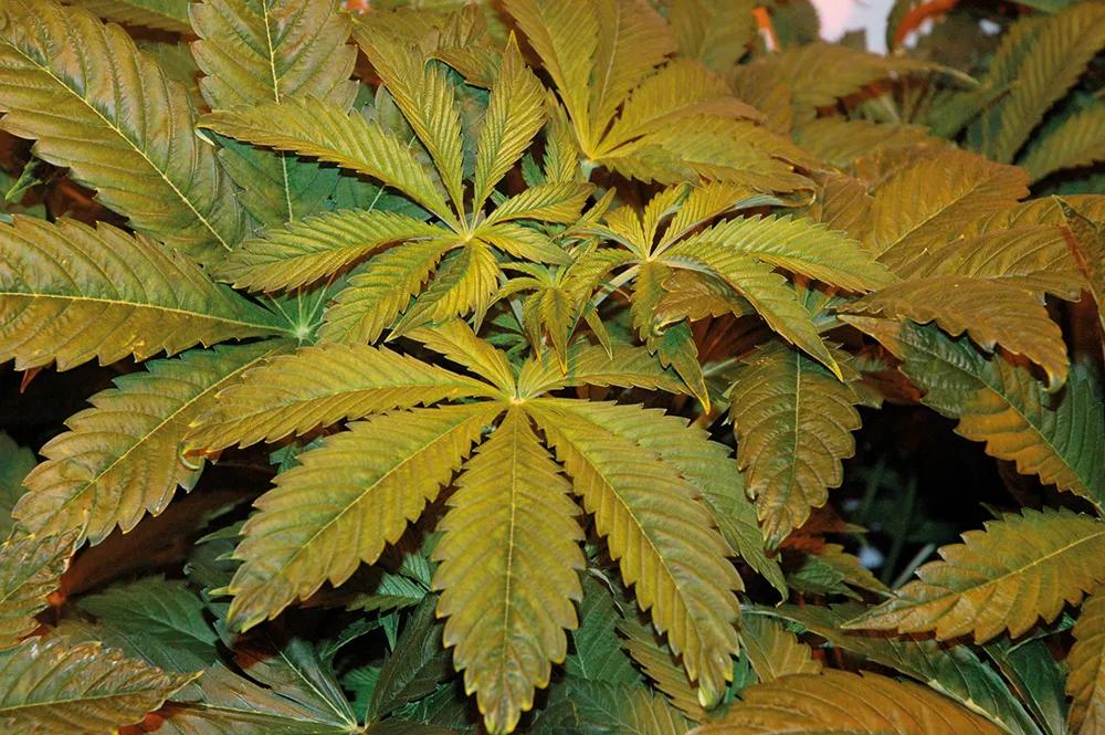 La humedad abundante favorece el crecimiento de plantas frondosas con hojas grandes. 