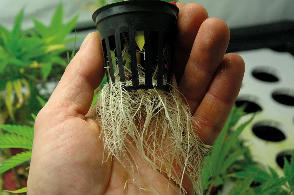 Este esqueje producido en hidroponía y con abundantes raíces se adaptará al nuevo sistema con rapidez. 