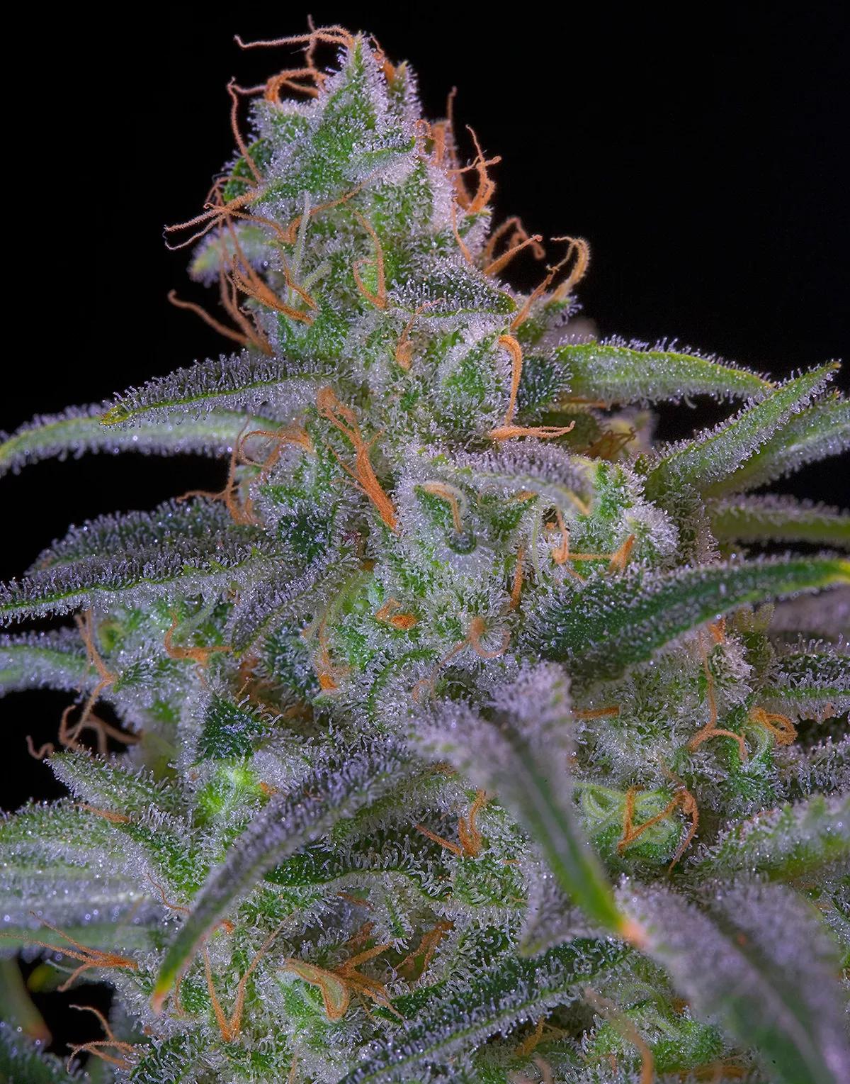 Las cualidades que hacen de Nebula ganadora de múltiples premios, son apreciadas por cultivadoras y fumadores por igual.