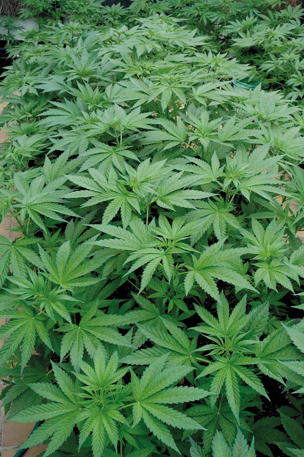 El abono disuelto en el riego aporta nutrientes disponibles de inmediato.