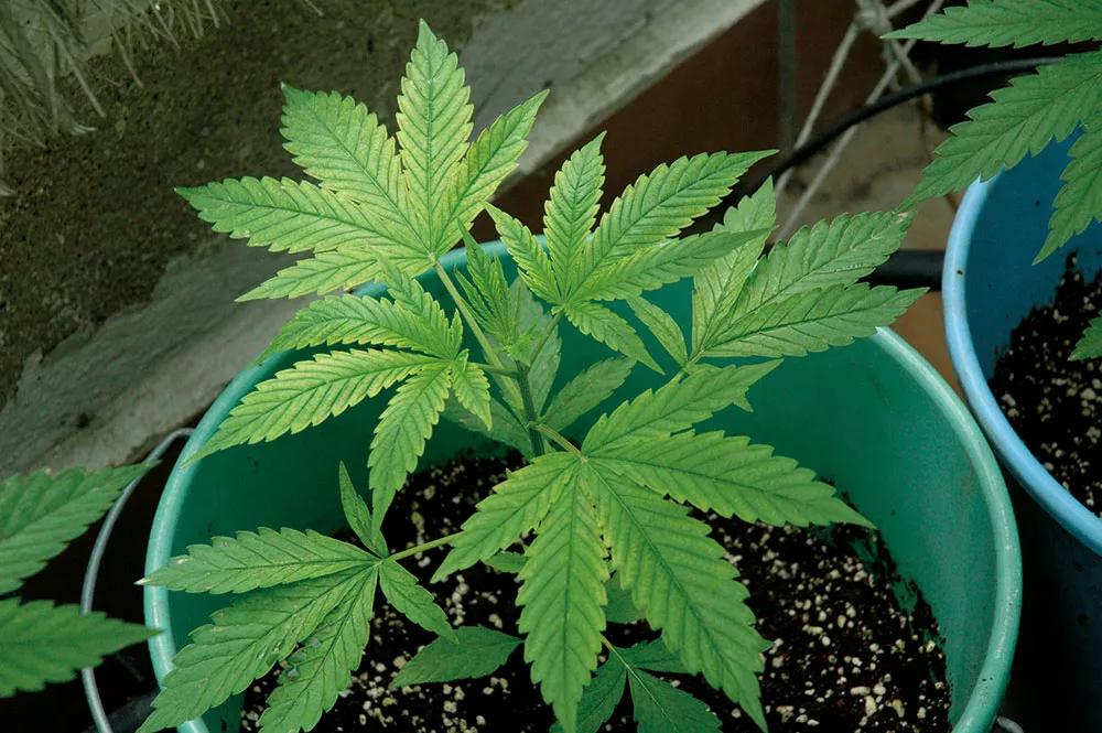 La fertilización foliar es ideal para solucionar rápidamente carencias nutritivas.