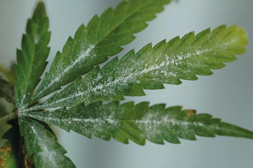 Fumigar cogollos favorece la aparición de hongos.